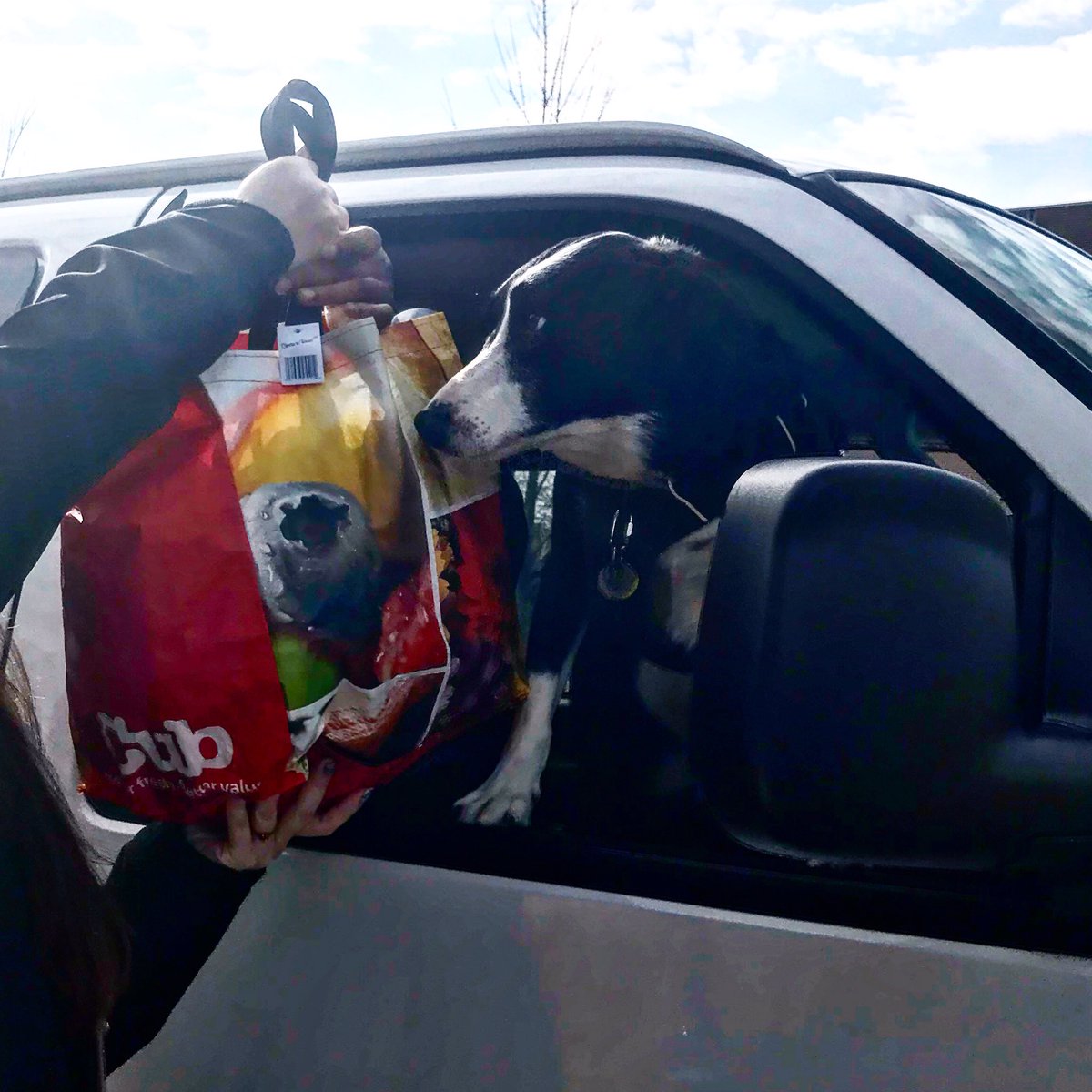 Chefrebeccak12's tweet photo. The cutest @MPS_TrueFood customer I don’t have to socially distance myself from! #schoollunch #covid_19 #dogsofminneapolis #socialdistancing #dogsofinstagram https://t.co/Hh3Csb2gnz