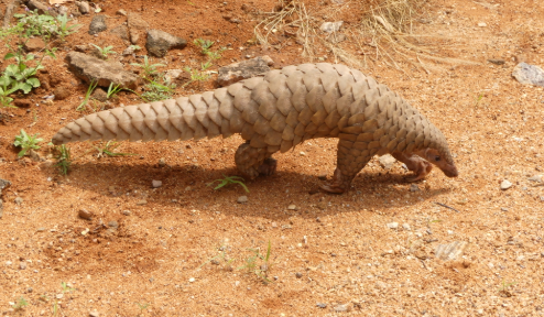 ChinaScience's tweet photo. Researchers from China and Australia have published a paper on @Nature discovering multiple lineages of pangolin coronavirus and their similarity to SARS-CoV-2, which suggests pangolins should be considered as possible hosts in the emergence of the novel #coronavirus. https://t.co/2kDfeG9mWS
