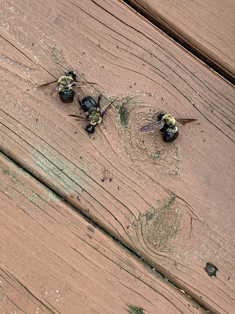 scottweaver64's tweet image. A new sport during Corona virus shut down.  Tennis against carpenter bees.  Me 3, bees zero.  #makeyourownfun