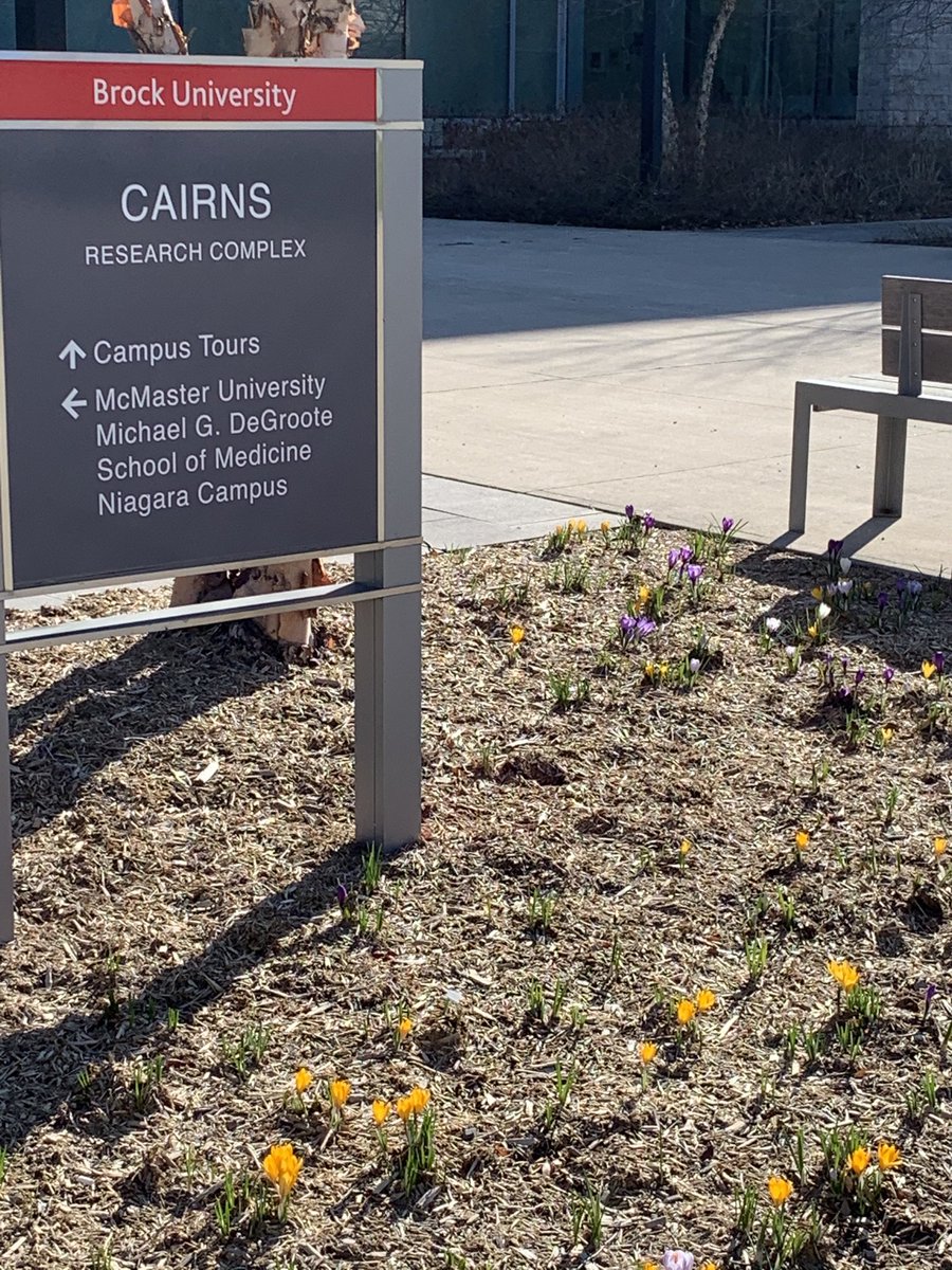 femalechriscc's tweet photo. The #birds and the #flowers know it’s #spring ⁦@BrockUniversity⁩ https://t.co/cKVcDMzpAj