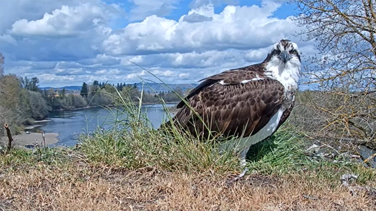 oregon_lottery's tweet photo. Just because you’re spending time at home doesn’t mean there isn’t more to look at than just four walls. Check out this Osprey-eye view of the Willamette River! Live webcam from our friends @IndependenceOR. Enjoy Oregon—virtually! 🦅
https://t.co/rWOI23AEpp https://t.co/wFOgrfi9IL