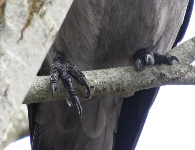 A little for late #FeetsFriday !😉 #hoodedcrow #crow #corvid #teamcorvid #pretty #birds 🖤