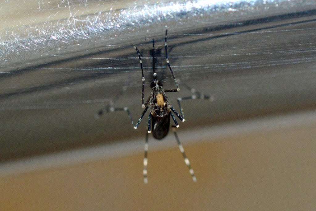 rubueno10's tweet photo. @abeja_zumbee @MAlonsoSol @Mikibarbas Os paso algunas fotos para que opinéis...
📸 Las 2 primeras del colega @desinsectador (excelente fotógrafo de #insectos) 🙇♂️
📷 La tercera de una gran herramienta para identificación llamada #MosKeyTool 👨💻 https://t.co/hHRWGvnOzX