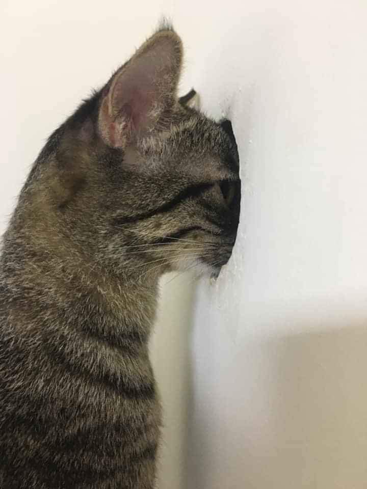 gatitos_qctd's tweet photo. https://t.co/6bkeitlRHh