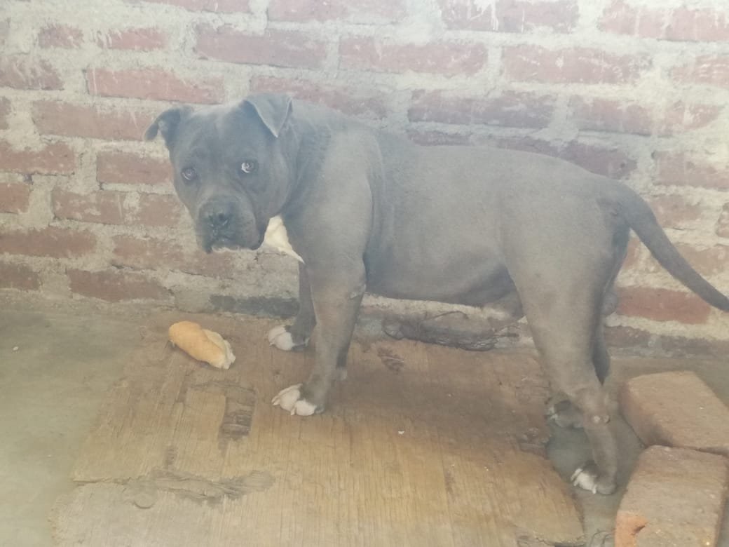 iguanomayor's tweet photo. #Adopta(me) #Flecher
#LeónGto https://t.co/3NWbAyAGUt