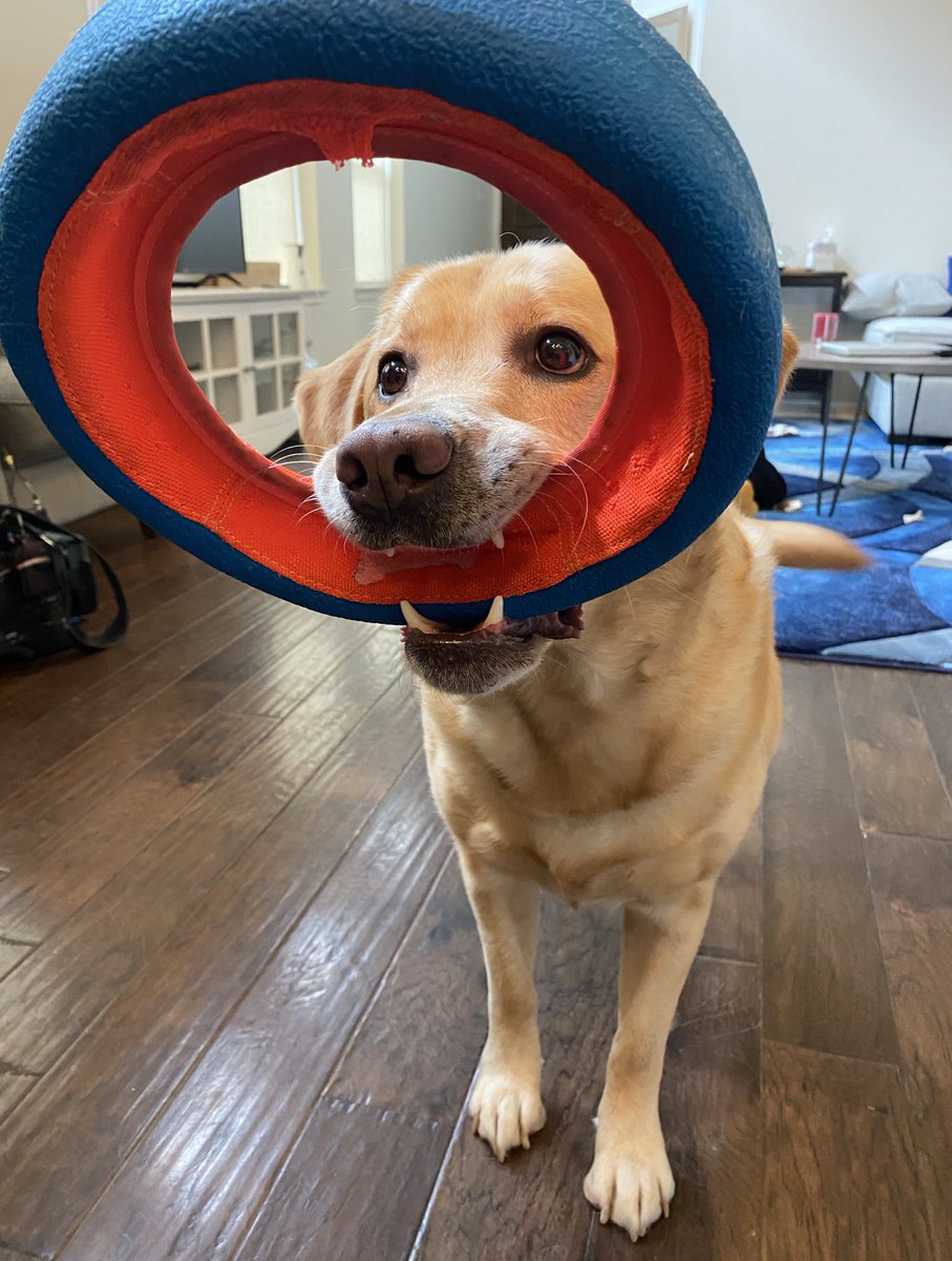 JenniferKendall's tweet image. Hudson doesn’t seem to understand that “work from home” requires me to actually work. #allhewantstodoisplay #wfhproblems