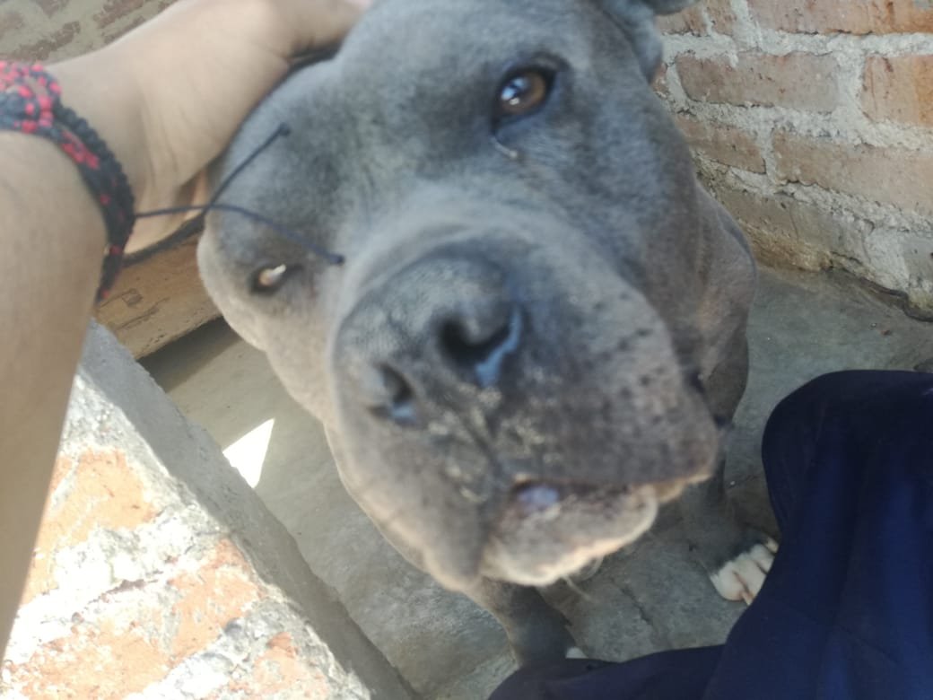 iguanomayor's tweet photo. #Adopta(me) #Flecher
#LeónGto https://t.co/3NWbAyAGUt