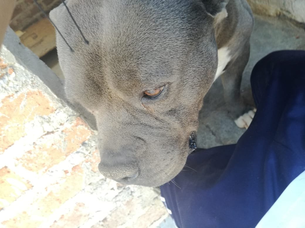 iguanomayor's tweet photo. #Adopta(me) #Flecher
#LeónGto https://t.co/3NWbAyAGUt