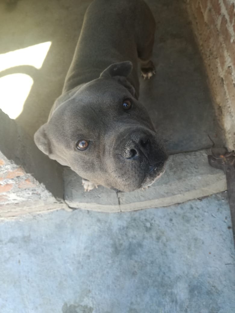 iguanomayor's tweet photo. #Adopta(me) #Flecher
#LeónGto https://t.co/3NWbAyAGUt