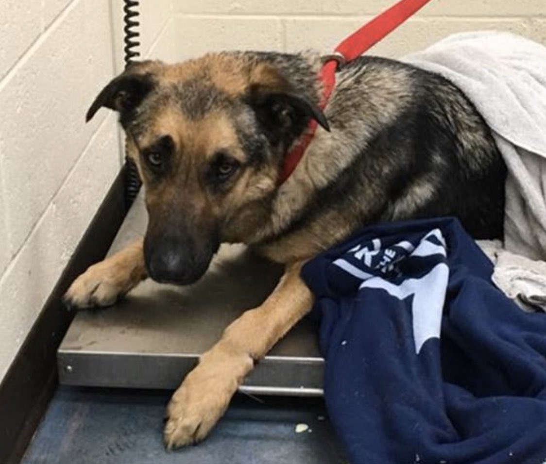 #TN #MEMPHIS
🆘🆘CODE RED Scout 2yo beautiful #GSD Hw- This handsome guy desperately needs #FOSTER home or better still a forever home! Few ppl at shelter means he’s not being seen! Pls #PLEDGE &amp; help his chance of #RESCUE &amp; let’s get him noticed! #A322558
facebook.com/18216482414803…