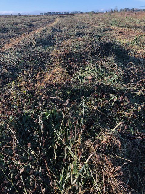 Organic dairy farmers Pete,Mandy,Honk Paterson cutting silage in late autumn during a declared drought Waikato NZ #albrechtsoilnutrition + lactobacillus + fish,kelp,molasses,yeast and deep rooted perennial mixed pastures Louis Bromfield style,just awesome thanks for sharing!