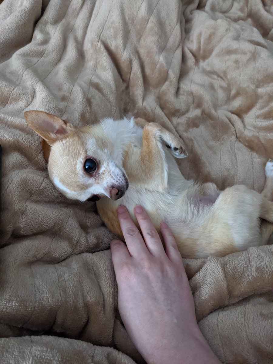 PammPanda's tweet photo. @recitrachel This is Indy. He's often a very good boy but can sometimes turn into a pee devil https://t.co/BnUSp54jWZ