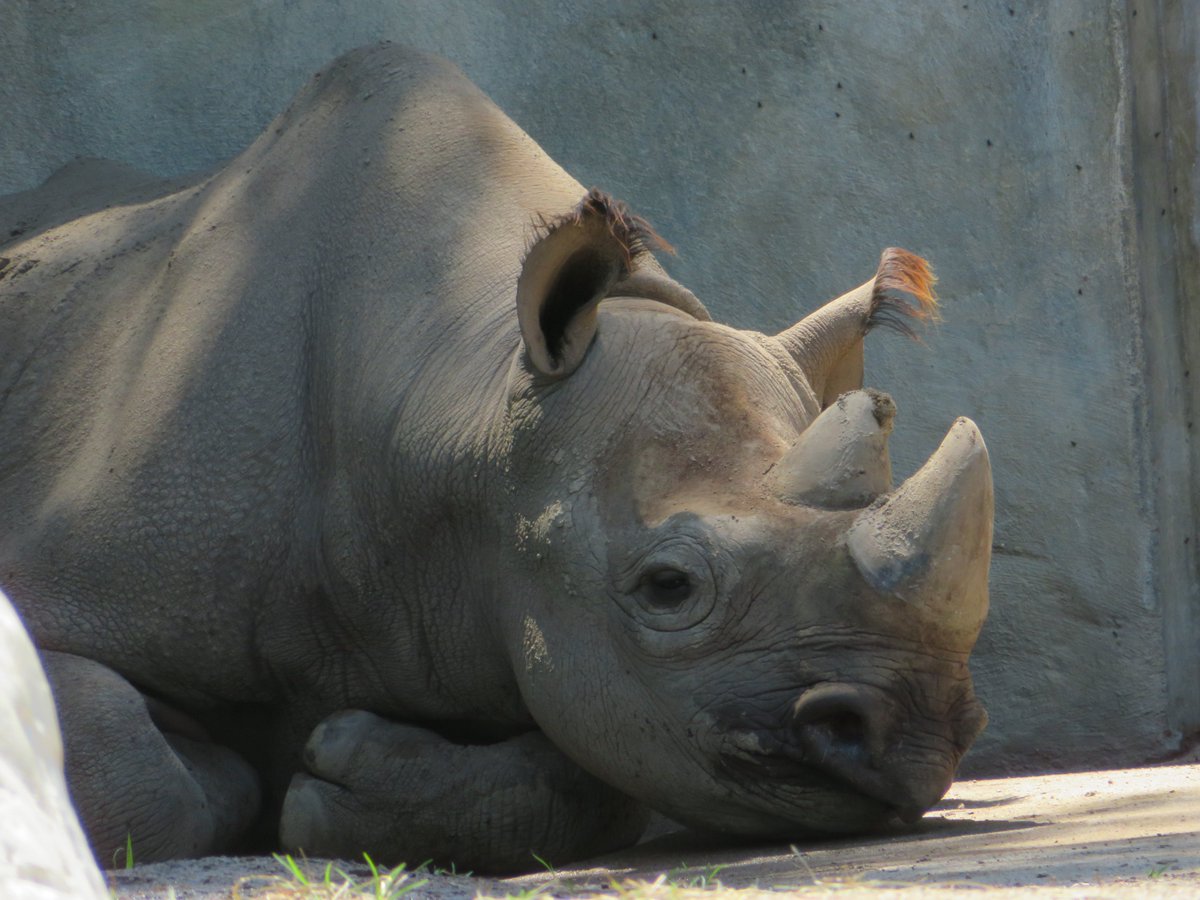 Happy Friday? Although you can't get out there and visit most zoos, we wanted to continue our "Zoo vs Zoo" series to provide you with insights for when you can. This week we take a look at two small, Midwestern zoos. <a href="/potterparkzoo/">Potter Park Zoo</a> <a href="/NEWZOOGB/">NEW Zoo & Adventure Park</a> 
zoowithus.com/2020/03/19/zoo…