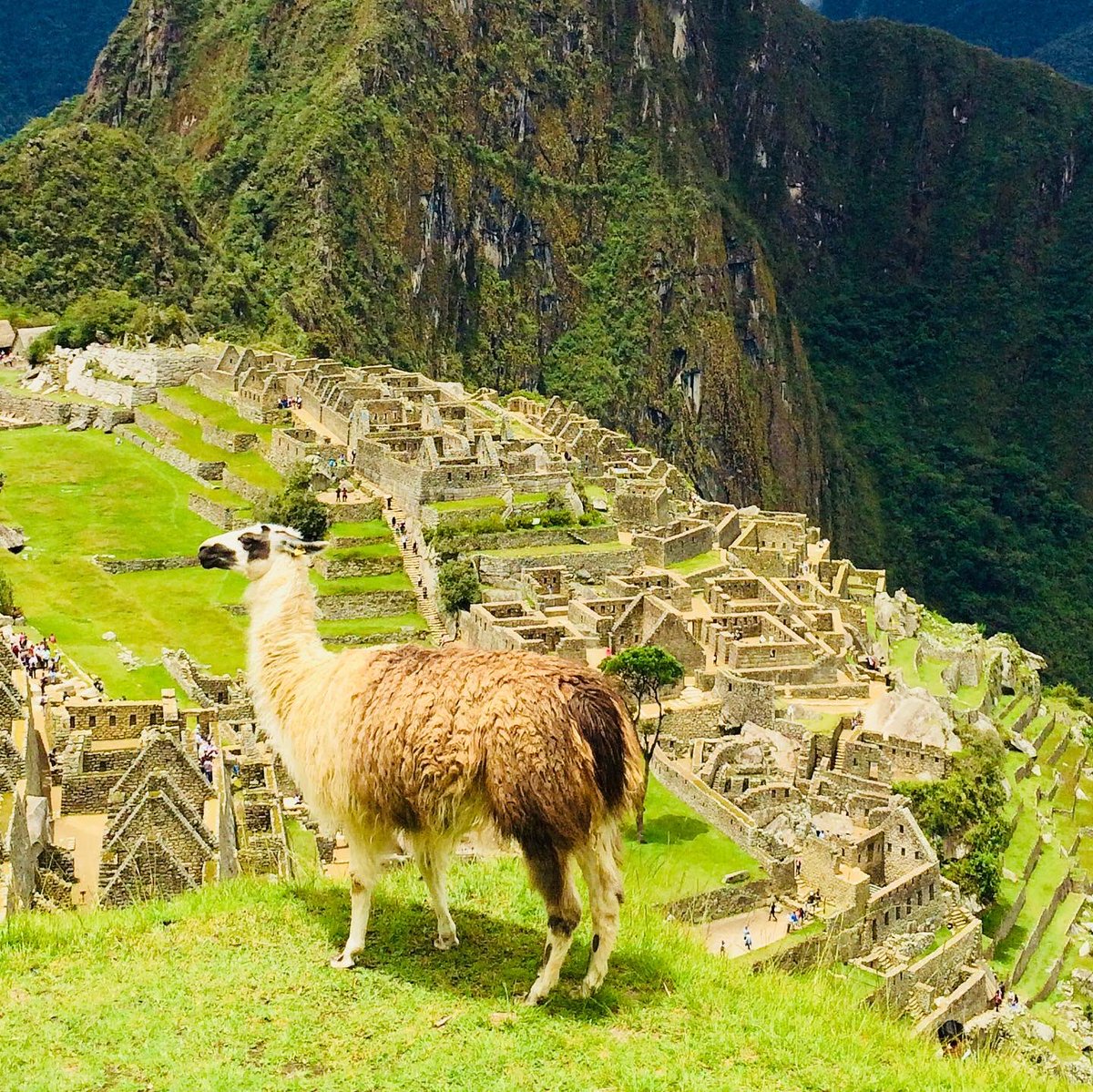 TheNomadelle's tweet photo. Machu Picchu in the native Quechua language means “old mountain”. This Inca city was built in the 15th century but later abandoned. It’s now a UNESCO World Heritage site.
#Nomadelle #Travel #DigitalNomad #aYearOff #machuPicchu #peru #UNESCO #worldtravel https://t.co/JevCwxLpV1