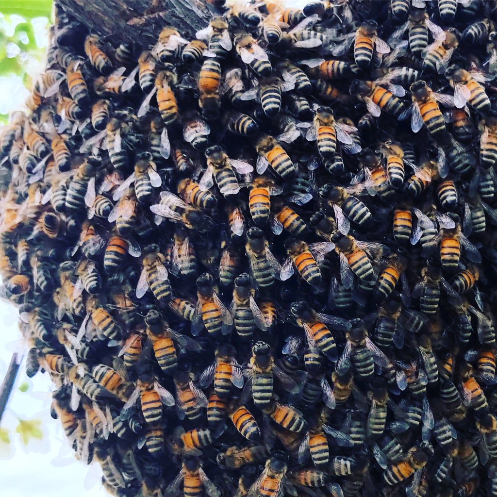 Garden club can still learn about gardening from our own backyards!!! #distancelearning  here’s a few images from the past weeks of working from home! Enjoy! <a href="/McfarlandHigh/">McFarland HS Early College</a> <a href="/garden_hs/">McFarland HS Garden Club</a>