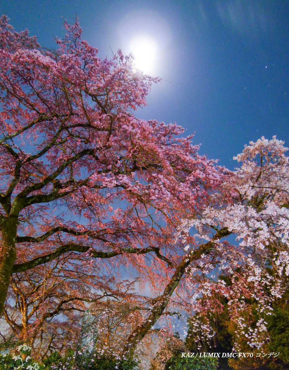 TamagoS99's tweet photo. 「月光」( ´-`)
1 ナチュラル
2 #Lightroomで
3 2の上部 #キリトリ
4 盛り盛り( ゚ー゚)もはや異世界w
Lightroom+#Photoshop Expless
& #SmartHDR (not iPhone. Androidアプリ)
#カメラ #コンデジ #Lumix
#カコサクラ #サクラ
#ファインダー越しの私の世界
#レタッチ #佐野藤右衛門 #嵐山 https://t.co/8gBQ5glRzH