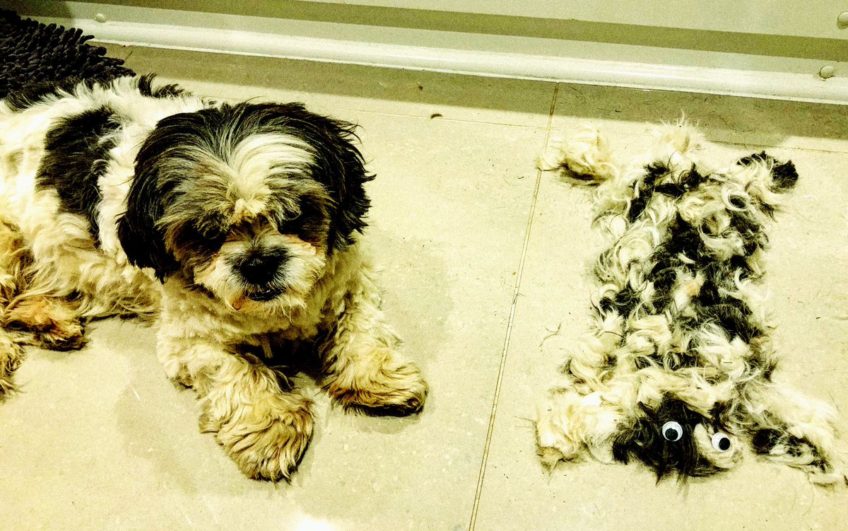 WoofterWalks's tweet photo. Day 14.. mummy has cloned me #shihtzu #CoronaLockdown #halfshihtzu @GertrudeRump @SimbadLennick #StayHome #keepsafe #dogs #DogsofTwittter https://t.co/brgJNK56fb
