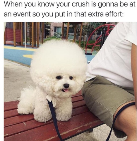 friendlydogbnb's tweet photo. Definitely a good hair day! 😂 #Dogs https://t.co/3TfWHjU8XS