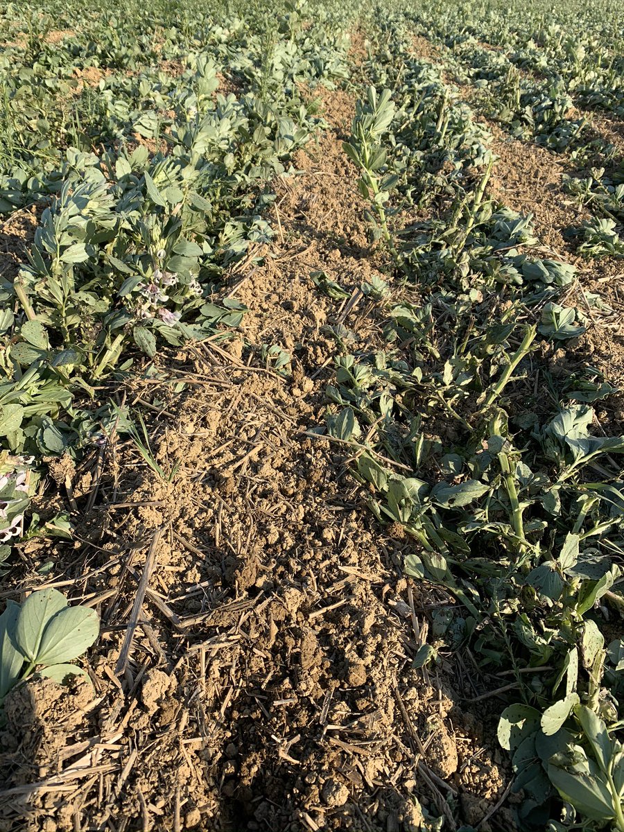 JonahHeymann's tweet photo. Début de semis de maïs @nataispopcorn dans les couverts de féverole. @JohnDeere @HORSCH_France #agriculturedeconservation #agroecologie https://t.co/V2seb4qjIV
