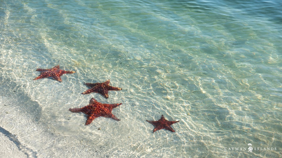 Cayman_Islands's tweet photo. Work from home? How about work from Cayman? We’ve created a few Zoom backgrounds to keep those conference calls fun. https://t.co/f6DtwEW17T