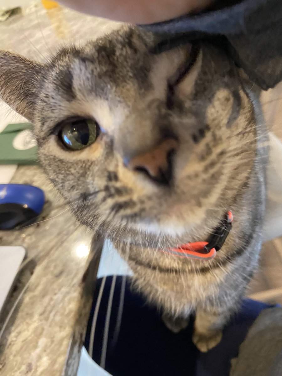 SkyBass47's tweet photo. Mom was trying to work...  not sure when she will understand I am most important...  until then, I will continue to try to disrupt this “work” process... https://t.co/cdl0qEEMnF