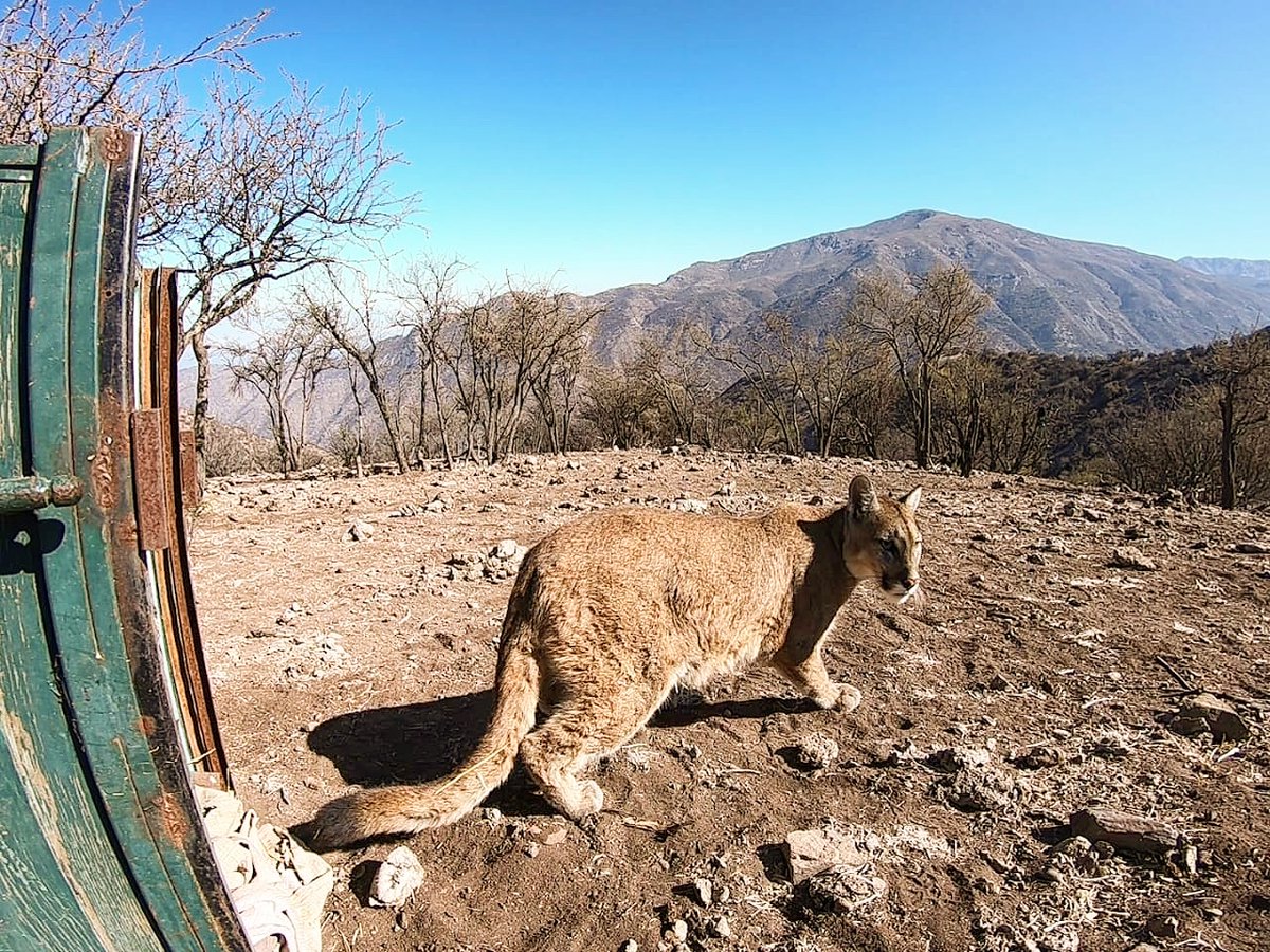 cmonckeberg's tweet photo. Nos alegra contarles que el puma que recorrió por Stgo fue liberado esta mañana. Luego del chequeo de salud y los cuidados del Zoológico Nacional de #ParqueMet, se logró su regreso a la naturaleza, gracias al trabajo colaborativo de los equipos de @parquemetminvu y el @sagchile👏 https://t.co/l4KsJY9U0q