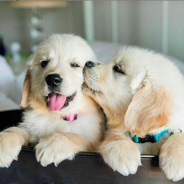 forbabs4pets's tweet photo. We love puppy smooches! https://t.co/FxTfcqGszO