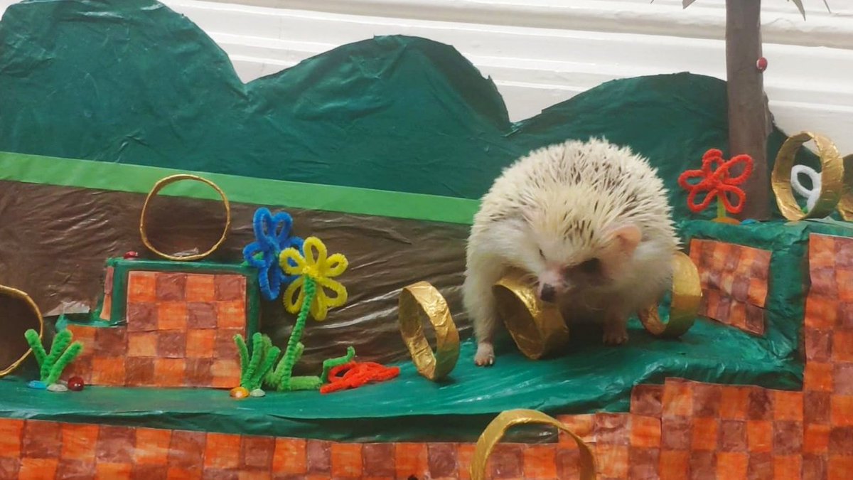 A distraction from the #CoronaLockdown Pudding, Pudding the Hedgehog 🏃📷🦔🌄☀️  #AfricanPygmyHedgehog #SonicTheHedgehog #GreenHill #SonicFan #UKLockdown #QAday4 #Project  something for the kids to do at home 😘 (3)