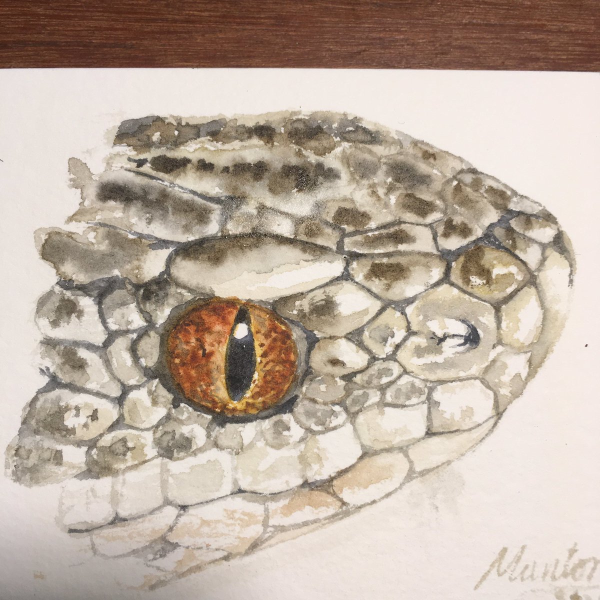 Manton69's tweet photo. Adder coming out to enjoy the sunshine today. Seen by a friend on their walk around the forest
-
-
-
#ArtworkADay #painting #art #eyepad #watercolor #watercolour #snake #nature #spring https://t.co/8FS8OCrxKt