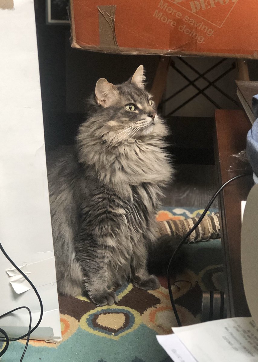 @orvillepeck My cat and I are sharing the same existential dread nbd