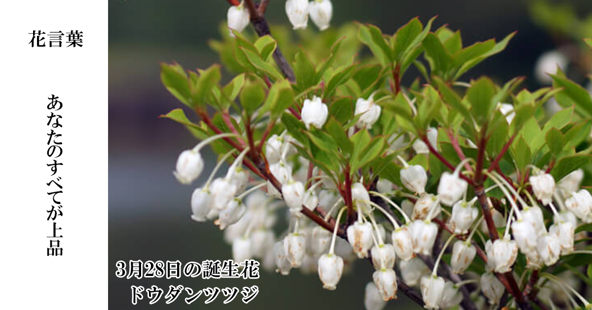 花キューピット I879 Com 公式 アイドルマスターシャイニーカラーズ アルストロメリア 3月28日の誕生花 ドウダンツツジ お誕生日おめでとうございます 花言葉 は あなたのすべてが上品 春に沢山の小枝に白いつぼ状の花を咲かせます あなた