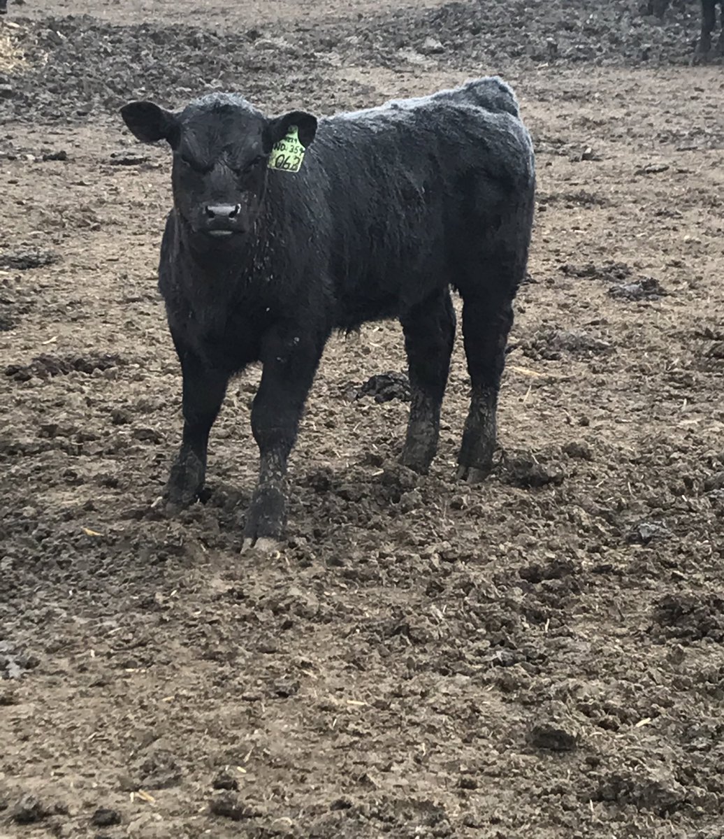 Kyle Musfeldt tweet media