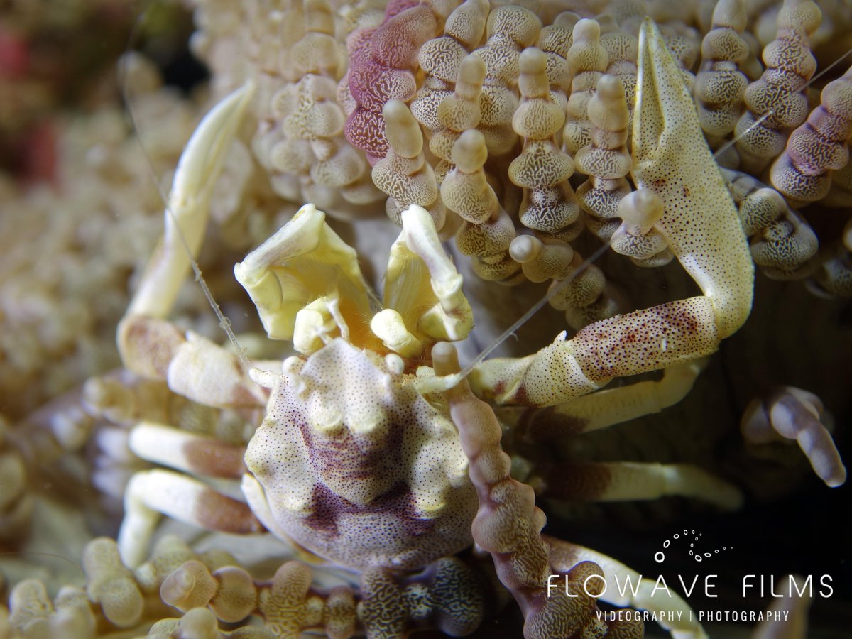 All4divingbali's tweet photo. Going fishing ;-) 🍁 

#underwaterphotography #underwaterworld #scubadive #photography #marinelife #paditv #nature #sealife #gopro #snorkeling #uwphoto #divingnusapenida #scubalife #photooftheday https://t.co/jx6yVQAmBE