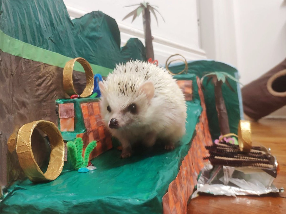 A cute distraction from the #CoronaLockdown #COVID19 Pudding, Pudding the Hedgehog 🏃📷🦔🌄☀️ @GAMEScarb <a href="/GAMETelford/">GAME Telford</a> <a href="/shokmunky/">Steve Landray 🎮</a> #AfricanPygmyHedgehog #SonicTheHedgehog #GreenHill #SonicFan #UKLockdown #QAday4 #Project  something for the kids to do at home 😘