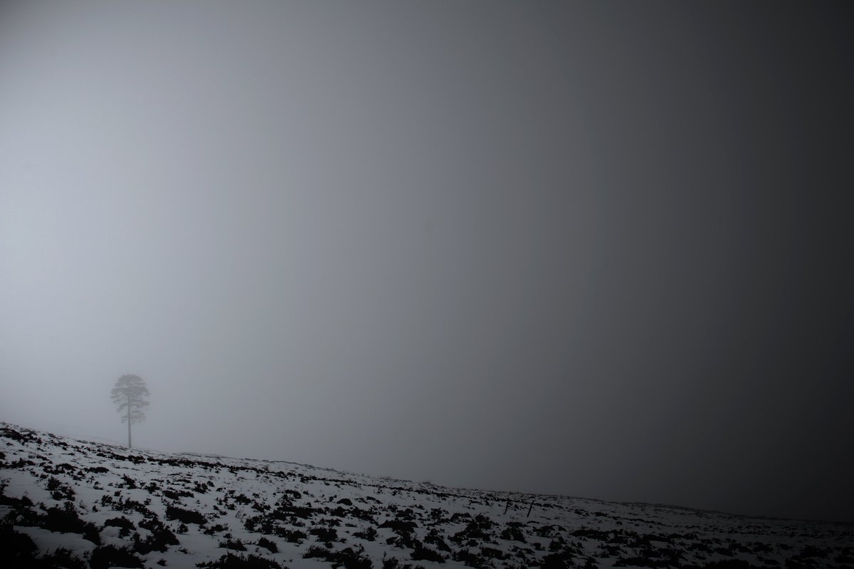 The lonesome Pine. A lonely Scots Pine on the muir high above Loch Tay. #blackandwhitephotography #scotland #trees