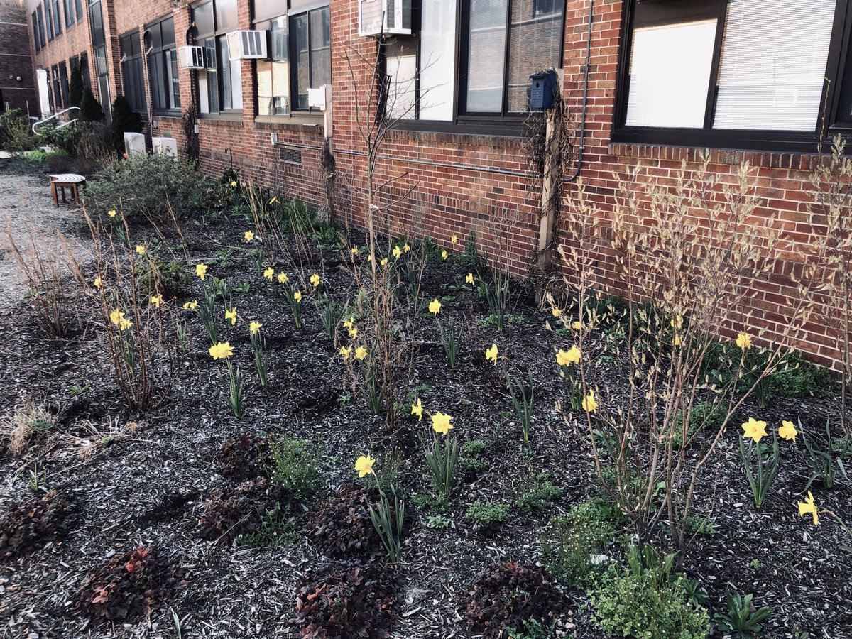 Our Howitt garden is coming alive. I’m optimistic that this is a sign that soon our students and staff will be back as well.  We miss you. #DalerStrong #WeAreDalers ⁦<a href="/nativehabitat1/">HMS Garden</a>⁩