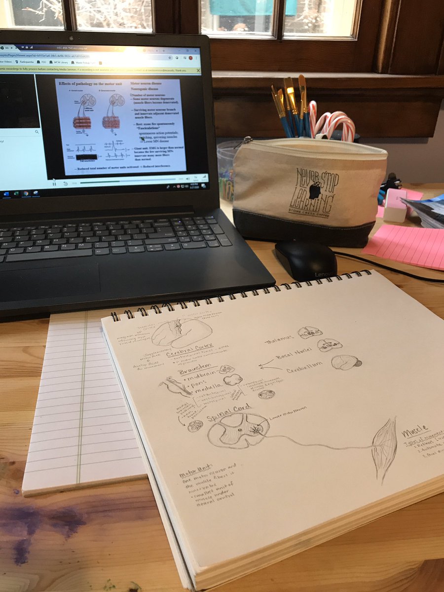 DrRabbitHeart's tweet photo. Shout out to the M1s. Bet you can guess what I was reviewing today! 🧠
#MCWArtClub #neuroanatomy #motorsystems #motorunit https://t.co/FePnK9q1xu