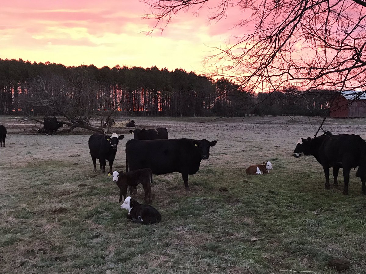 kthompAG's tweet photo. MTREC #StillFarming @TennesseeCattle @TNAgCommish @tfbflee @TNFarmBureau @UTAnimalScience @UTAgResearch @UT_Herbert @TNFarmers @UTIAg https://t.co/YNNZbS0QDB