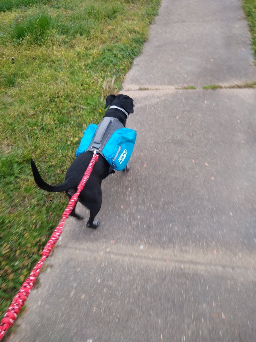 EDresearchVB's tweet photo. @MrsN_VB @PGIVBCPS @GJMoxley @MissCoates_PBIS @ChelyseMiller @MrsGilchristVB @Ms_Milo_ @MrMullervbms @Grade3MrsGraves @TFerrellJr3 @miss_pniewski Family walks with this good boy! https://t.co/kmbt5fgxf9