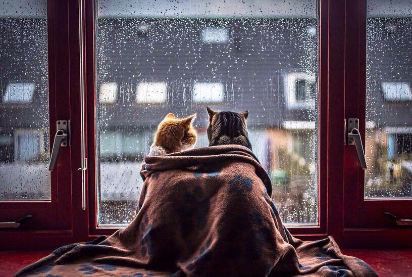 Карантин! #фото #коты #животные #COVID19