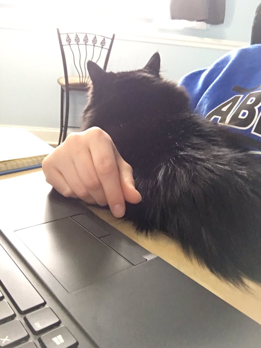MrsNeeb21's tweet photo. Bring your cat to work day happens daily now but today he got to join an Abbott staff meeting! It was so nice seeing everyone 💙 #doingMIpart #makeitcountwb https://t.co/mua7V2QoZN