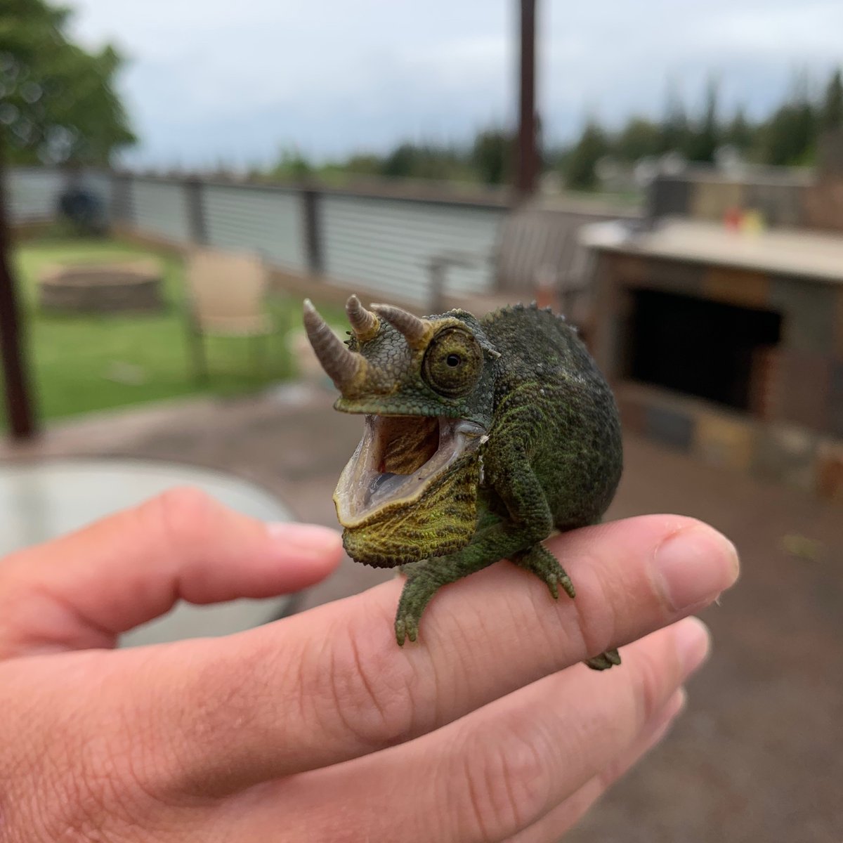 RedlineRafting's tweet photo. Did ya hear about the Chameleon that couldn’t change color...He had reptile disfunction! 🦎🤦🏻‍♀️🤣
Have a good classy ‘dad joke’?! Let’s hear it!
#happy #alohafriday #practicealoha #spreadthelove #spreadgoodcheer #justkeepsmiling 
#jackson #chameleon #redline #redlinerafting https://t.co/dB8DhlgxJP