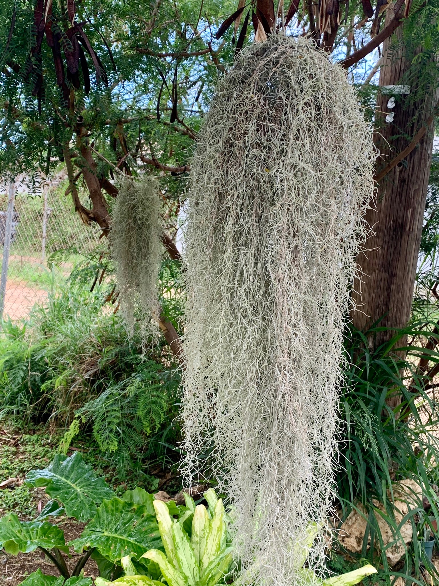 Twitter 上的Celestine 'MOKIHANA' Maldonado："The rain is blessing Pele's Hair.  #growing #Hawaii https://t.co/WejyCovqBZ" / Twitter