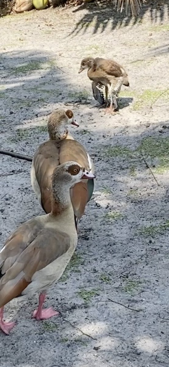 DianeEarnhardt's tweet photo. Update.., We lost 2 Teenager #AustralianGeese to #Botulism ..., yesterday.., 🦆😣🦆😣🦆😣 https://t.co/GprbVX0cni