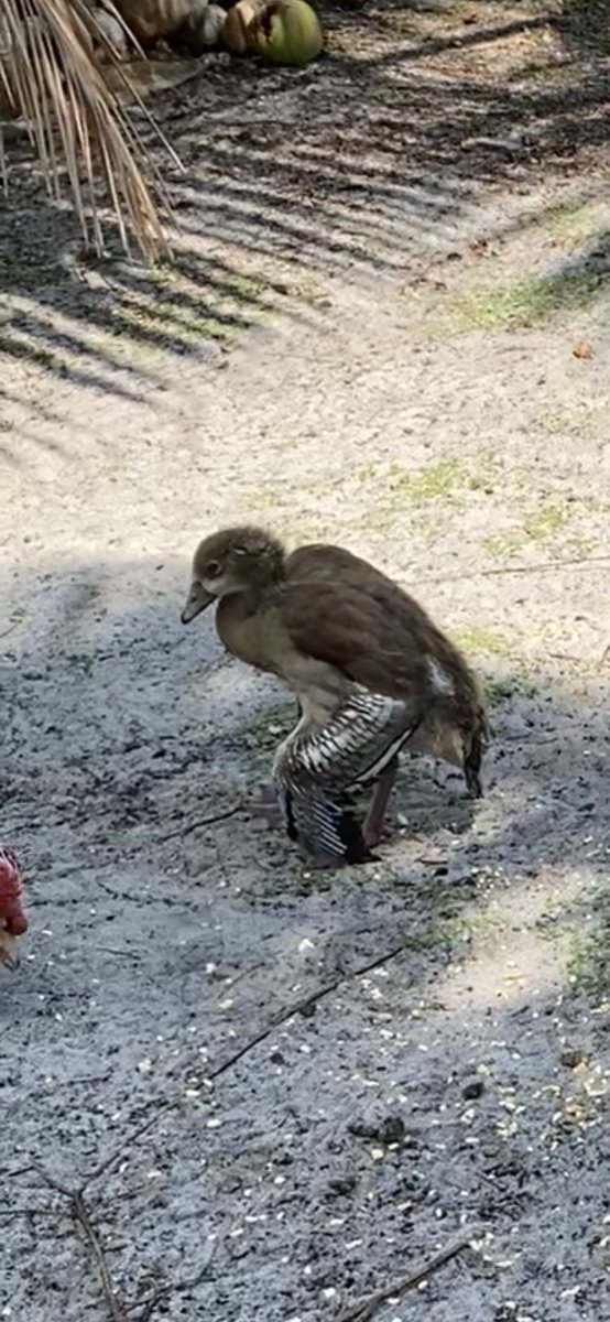 DianeEarnhardt's tweet photo. Update.., We lost 2 Teenager #AustralianGeese to #Botulism ..., yesterday.., 🦆😣🦆😣🦆😣 https://t.co/GprbVX0cni