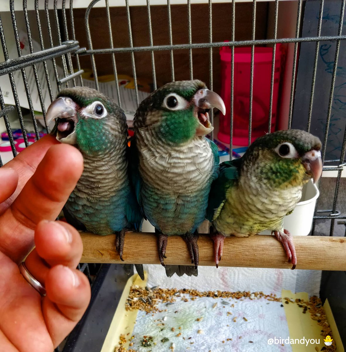 birdandyou's tweet photo. C'était en plein après-midi, ils voulaient s'assoupir 😴 lol
Storyinstagram:
➡https://t.co/s8aENWiQSK
.
.
.
.
.
#Baby #babybird #birdbaby #mutationpyrrhura #conue #greencheekconure #pyrrhura #molinae #conurejouesvertes ##parrot #perroquet #parakeet #perruche #bird #oiseau https://t.co/8JEBamY7C7