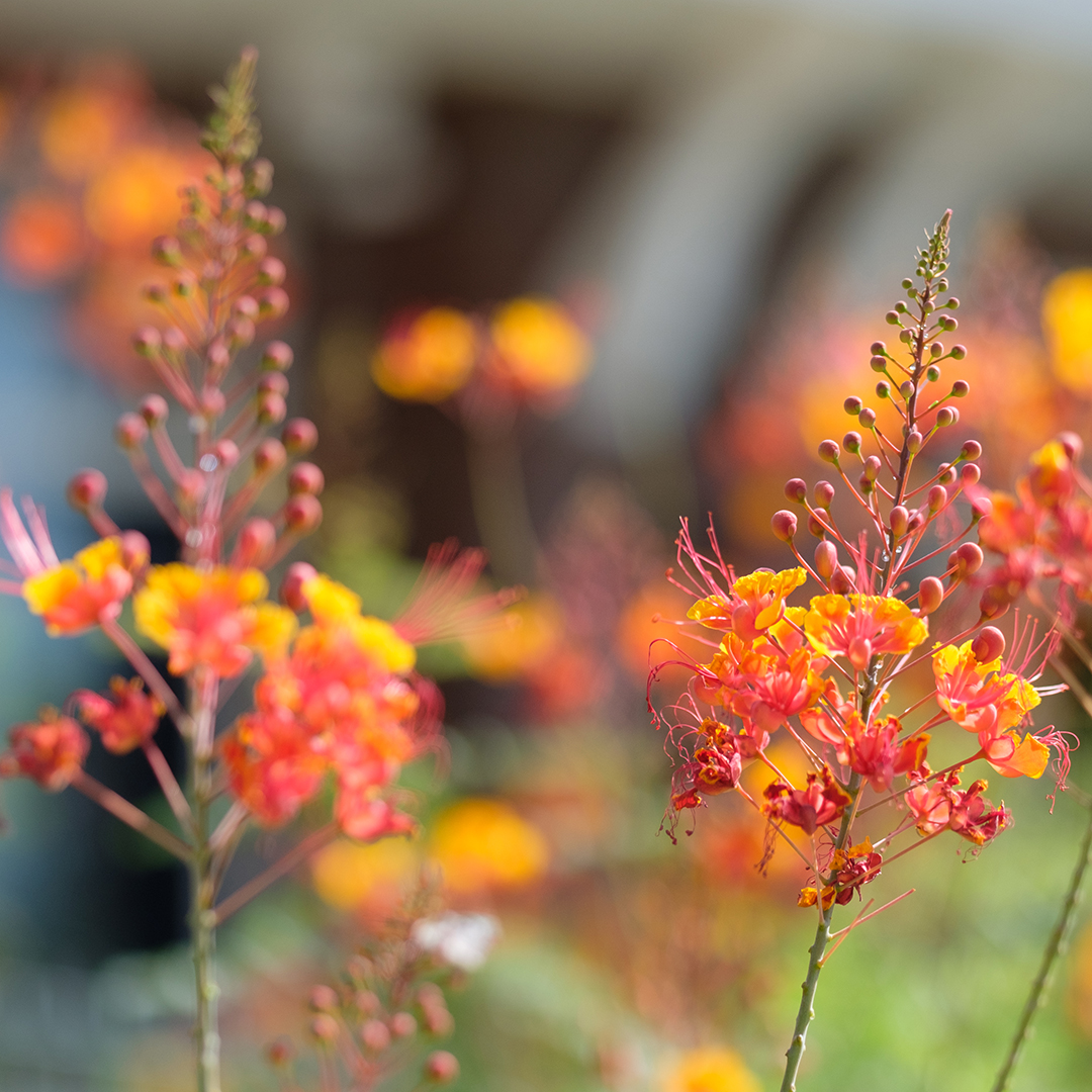 EstrellaAZLife's tweet photo. March showers have brought #spring #flowers to Estrella! Keep an eye out for the gorgeous colors scattered throughout the community. #LifeInEstrella https://t.co/qBpYSTZ3ah