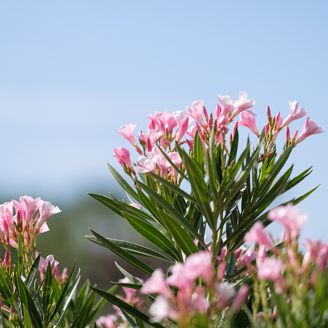 EstrellaAZLife's tweet photo. March showers have brought #spring #flowers to Estrella! Keep an eye out for the gorgeous colors scattered throughout the community. #LifeInEstrella https://t.co/qBpYSTZ3ah
