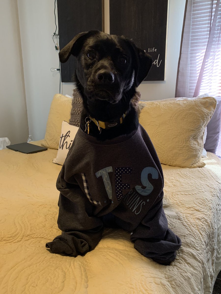 mrs_blacksclass's tweet photo. This week, we did our class spirit week. Today’s theme: Bruin Pride. Charlie wanted to participate 😜💙 https://t.co/7iEx4a4P9L