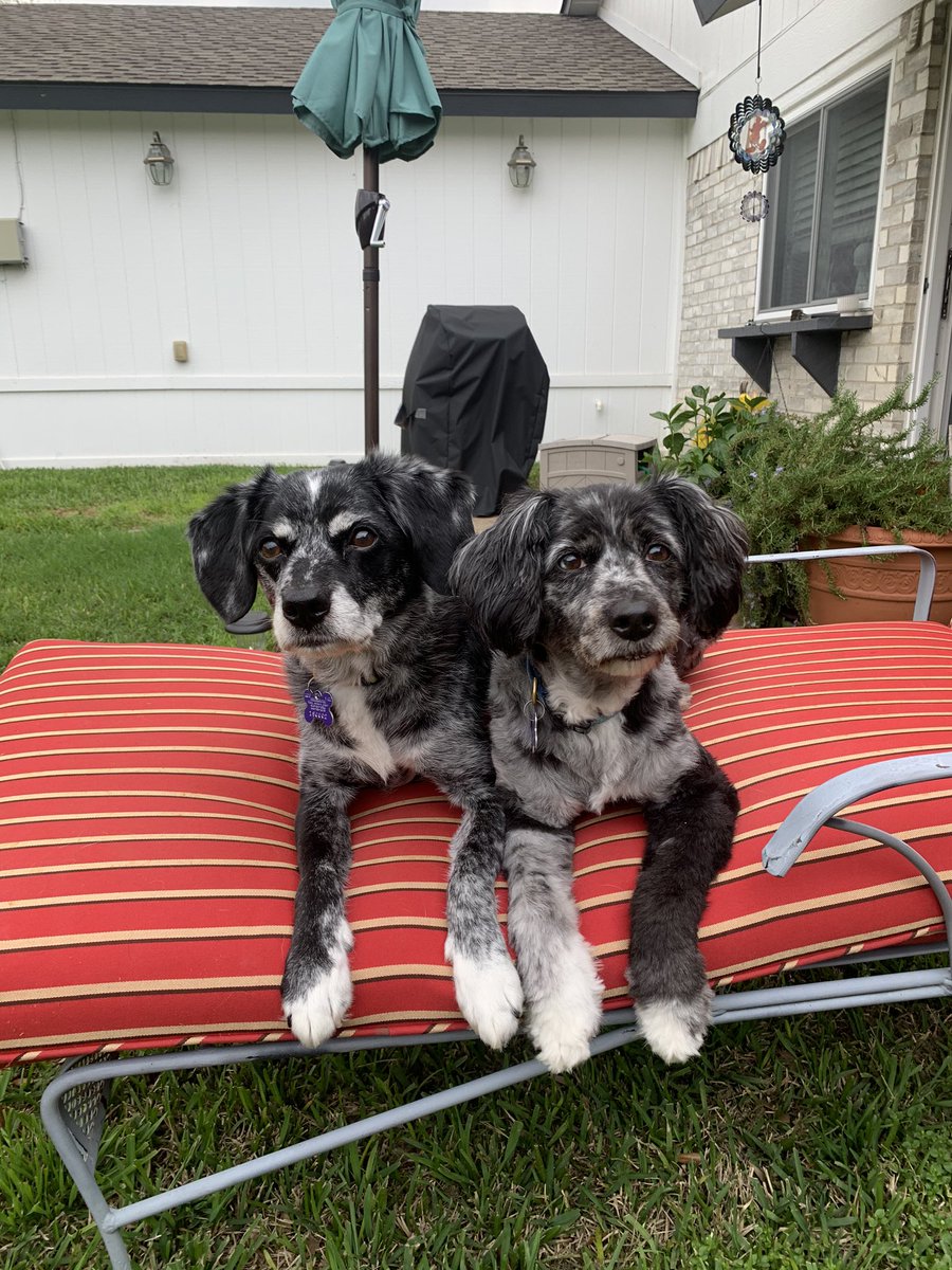 sksmileyAT's tweet photo. Lovejoy Fur Friday. Sunshine and Sadie Mae living their best life chilling in the yard &amp; daily walks at Oak Point Nature Preserve. #oneheartonelovejoy https://t.co/WP3hOCQXVy